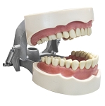 1560 Soft Gingival Model with 28 Removable Teeth, Dam Screws and No Third Molars